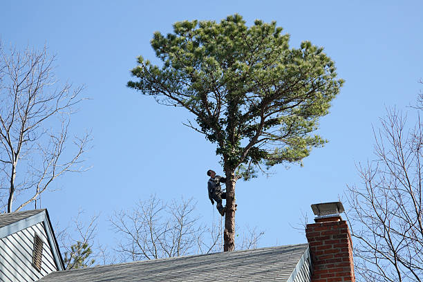 How Our Tree Care Process Works  in  Tri Lakes, IN